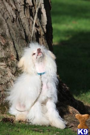 Dogs - Chinese Crested